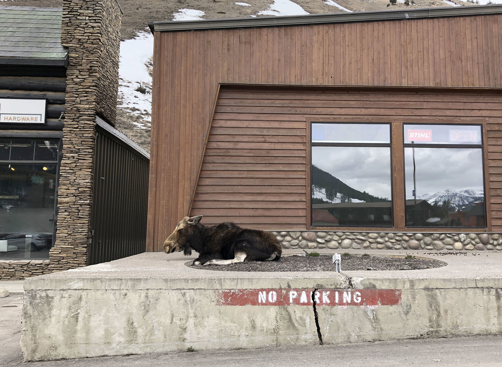 Ace is the Place... for moose